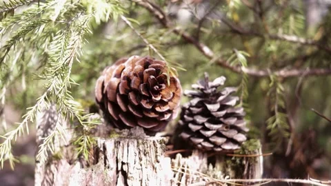 Cones lie on a stump in the forest. Stock Footage 153084716