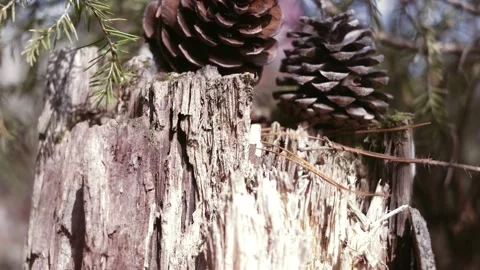 Cones lie on a stump in the forest. Stock Footage 153084745