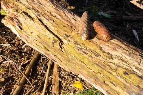 Cones on a log from ate in the forest on the ground in the fall Stockfoto's