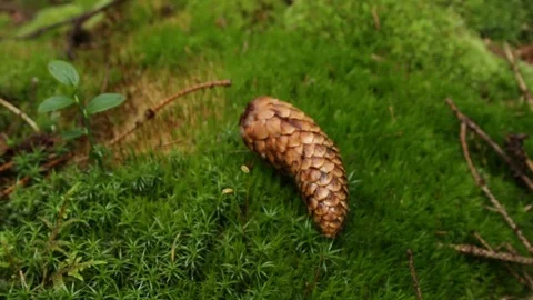 Cones on the moss 库存影片 79800939
