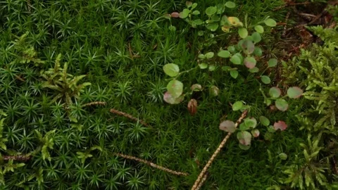 Cones on the moss 库存影片 79800990