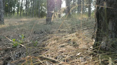 A cones, needles, dry grass and branches in the summer pine forest Stock Footage 90751481