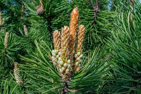 Cones on a pine branch. Brown pine cones on Stock Photos
