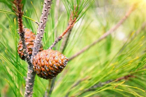Cones on pine branch in the forest Stock Photos