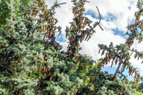 Cones on pine branches Stock Photos