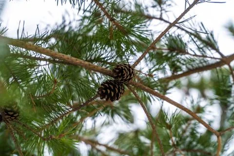 Cones on pine branches in the winter forest in Kronstadt. Stock Photos