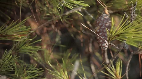 Cones on a pine Stock Footage