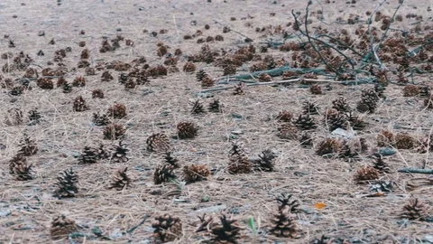 Cones in the Pine Forest Stock Footage 81081220