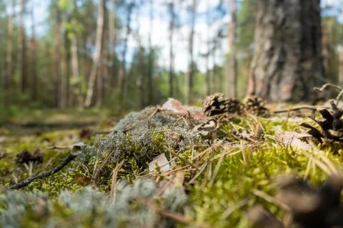 Cones on the Pine Forest Moss. Blurry Background. Belarus Stock Photos