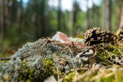 Cones on the Pine Forest Moss. Blurry Background. Stock Photos