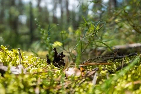 Cones on the Pine Forest Moss with plants. Blurry Background. Belarus Stock Photos