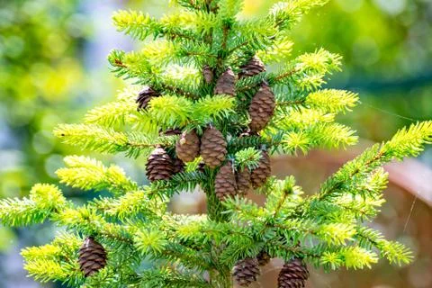 Cones of a pine hang on the tree Stock Photos