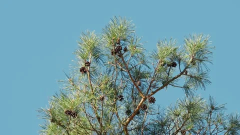 Cones on a Pine Tree Against the Blue Sky in a Spring Forest Video stock 316294308