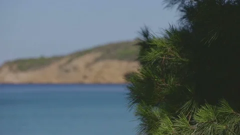 Cones on a pine tree and sea in Thassos 스톡 동영상 87564335