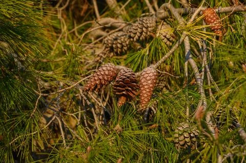 Cones on a pine tree branch in Cyprus 3 Stock Photos