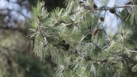 Cones on a pine tree Vidéo 87564365