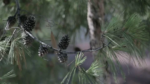 Cones on a pine tree 库存影片 87564368