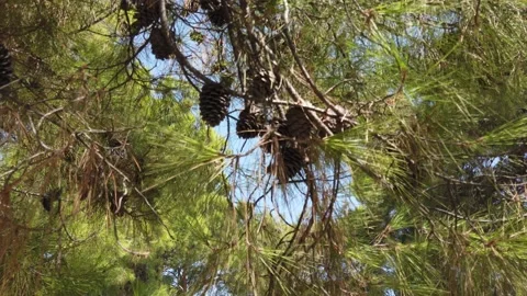 Cones on Pine Tree Stock-Footage 230460413