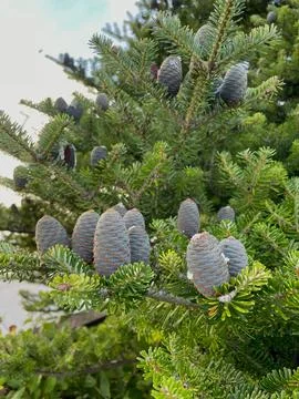 Cones on a pine tree in the forest Stock Photos