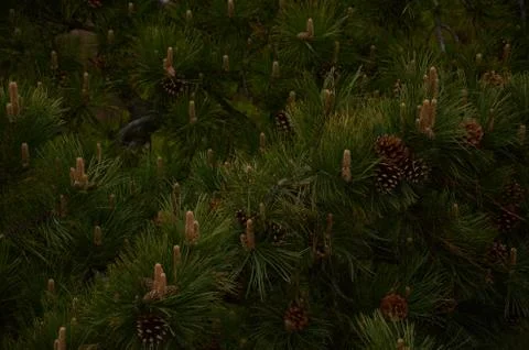 Cones On A Pine Tree Stock Photos