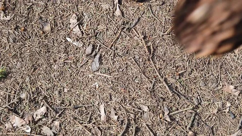 Cones slowly fall to the ground in the forest top view Video stock 127287208