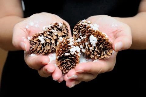 Cones with the snow Stock Photos