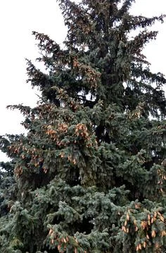 Cones on spruce branches Stock Photos
