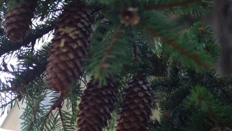 Cones on spruce branches. The spruce branch is strewn with cones. Stock Footage 315178974