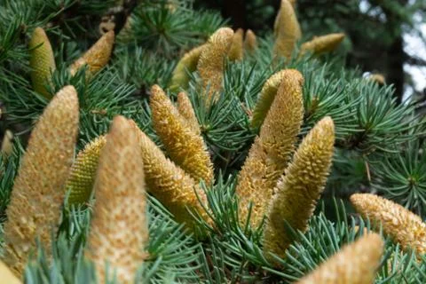 Cones of spruce seeds Stock Photos