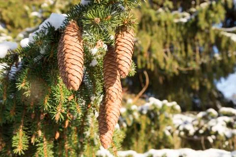 Cones in Spruce Tree Stock-Fotos