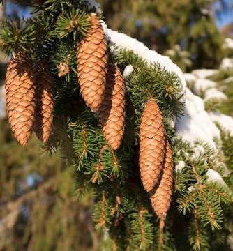 Cones in Spruce Tree Stock Photos