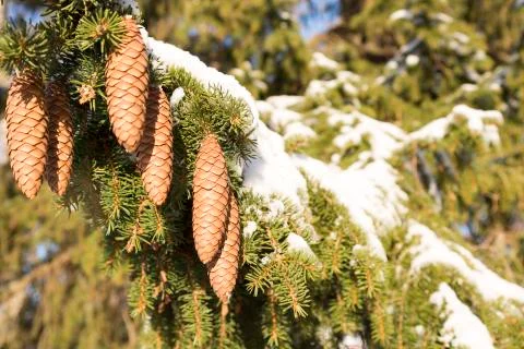 Cones in Spruce Tree Stock Photos