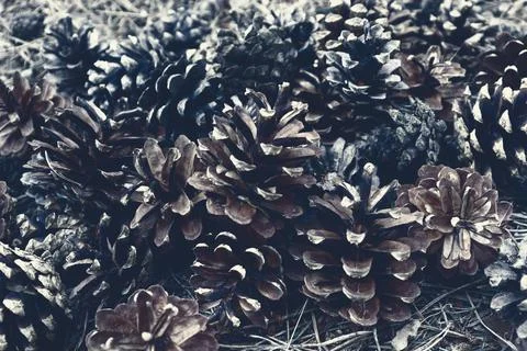 Cones texture for natural banner concept Stock Photos
