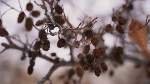 Cones on a tree branch in winter close-up Vídeos de archivo 240901253