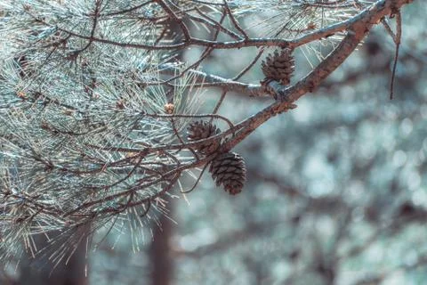Cones on a tree close up Stockfoto's