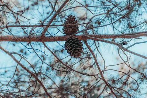 Cones on a tree close up Stockfoto's