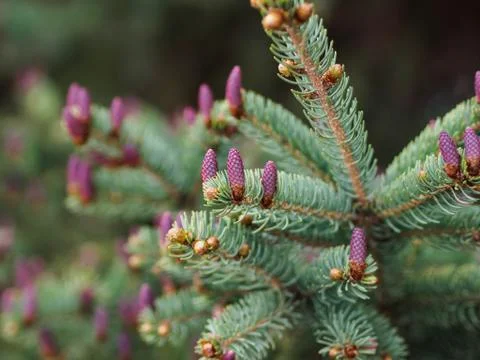 Cones on a tree Stock Photos