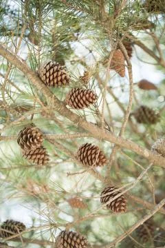 Cones on a tree Stock Photos