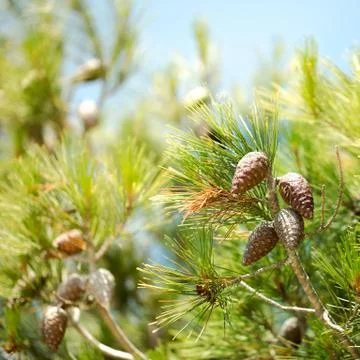 Cones on a tree Stock Photos