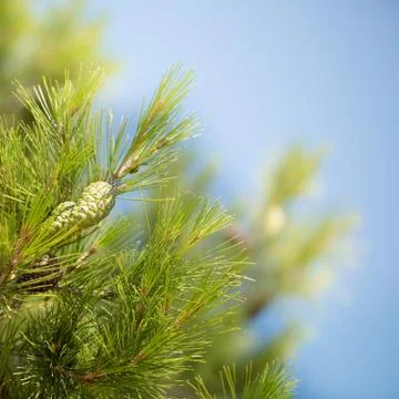 Cones on a tree Stock Photos