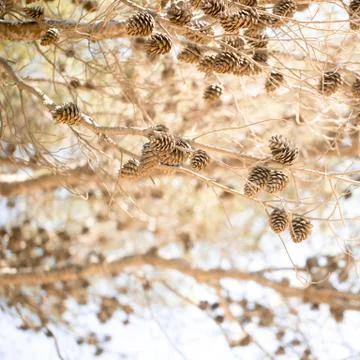Cones on a tree Stock Photos