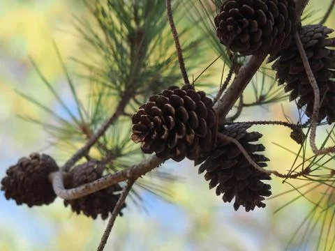 Cones on a tree Stock Photos