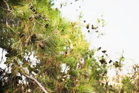 Cones on a tree Stock Photos