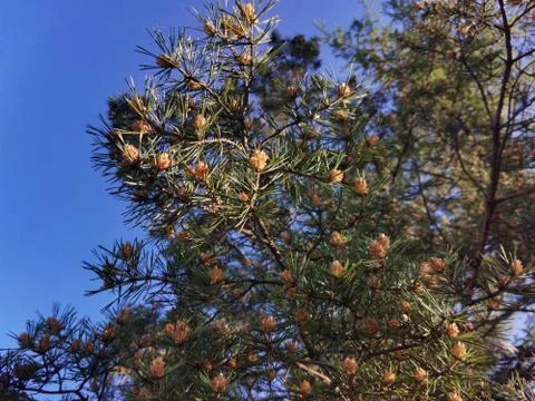 Cones on a tree Stock Photos