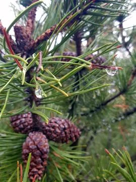Cones on the tree Stock Photos