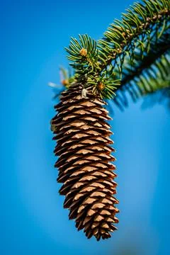 Cones on a tree in the springtime  Stock Photos