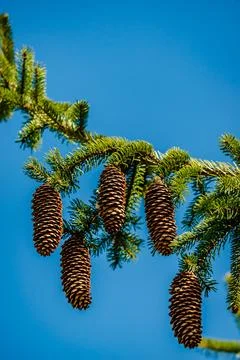 Cones on a tree in the springtime  Stock Photos