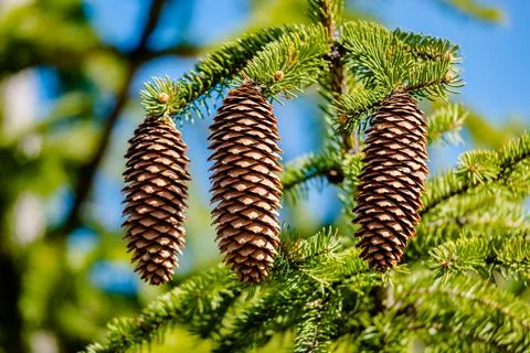 Cones on a tree in the springtime  Stock Photos