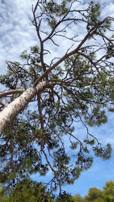 Cones on the tree. Spruce tree. Vertical video Stock Footage 286229436