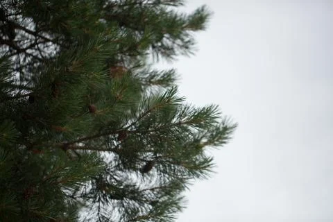 Cones on the trees Stock Photos